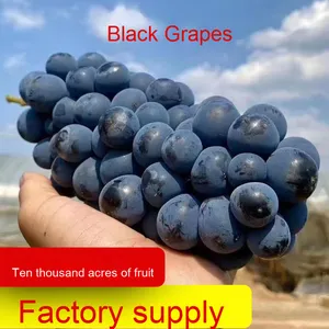 SF Express Air Cargo vận chuyển trực tiếp mùa hè tươi không có nguồn gốc jufeng đen mật ong không hạt toàn bộ chùm nho cung cấp trực tiếp - Product Image 2