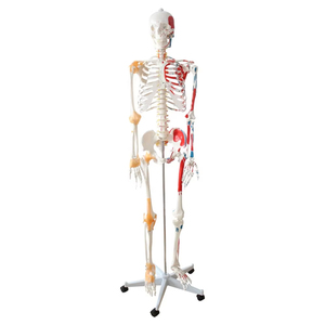 Modelo de esqueleto humano de tamaño real, suministros educativos de 176cm con medio músculo y medio ligamento, dibujado a mano preciso - Product Image 1