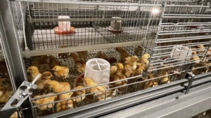 Poulailler multi-niveaux en acier galvanisé de type H durable, <span class=keywords><strong>cage</strong></span> d'élevage pour poussins et jeunes volailles, pour l'élevage de poulets et de poulettes, pour jeunes oiseaux - Product Image 3
