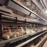 Nouveau poulailler automatique multi-niveaux de type H en acier galvanisé à chaud, cages multifonctionnelles, installation facile, mangeoire/abreuvoir facile à nettoyer