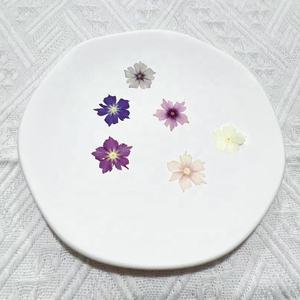 Großhandel DIY-Material getrocknete blume gepresste blume jährlicher Phlos für Telefonhülle Nagelkunst Schmuck Postkarte Kerzen-Dekoration - Product Image 5