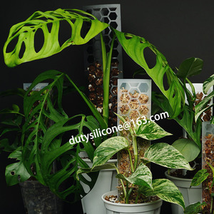 Bâton de mousse en plastique modulaire bricolage <span class=keywords><strong>pour</strong></span> bâtons de <span class=keywords><strong>plantes</strong></span> Monstera, <span class=keywords><strong>Support</strong></span> de <span class=keywords><strong>plantes</strong></span> <span class=keywords><strong>grimpantes</strong></span>, <span class=keywords><strong>plantes</strong></span> <span class=keywords><strong>d</strong></span>'<span class=keywords><strong>intérieur</strong></span> - Product Image 3