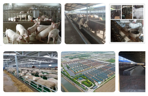 Polvo de bacterias de ácido láctico para fermentación, 5 mil millones de UFC/g, Lactobacillus Plantarum - Product Image 3