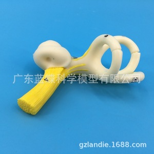 Modèle anatomique des canaux semi-circulaires de l'oreille humaine, cochléea, canal semi-circulaire, oreille interne, modèle d'oreille, modèle du labyrinthe auditif - Product Image 3