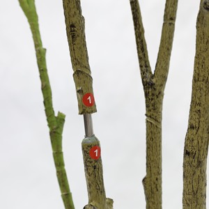 Décoration Maison & Restaurant : Bonsaï en Pot de <span class=keywords><strong>Jasmin</strong></span> Artificiel Coloré en Plastique du Guangdong - Product Image 5