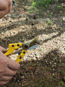 Sécateur de jardin en acier 131S pour la coupe des <span class=keywords><strong>branches</strong></span> d'arbres fruitiers, outil de taille manuel - Product Image 4