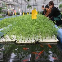 Multi-Span Poly Tunnel Film plastique Serres Système hydroponique Maison verte à vendre