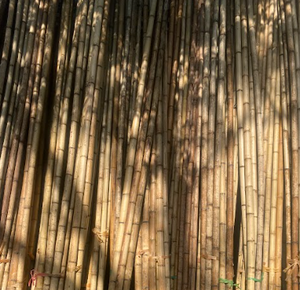 ไม้ไผ่พรีเมี่ยมจากเวียดนามสีเขียวธรรมชาติเป็นมิตรต่อสิ่งแวดล้อมอเนกประสงค์สำหรับอาคารและทำสวน - Product Image 2