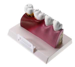 طالب الأسنان الفك نموذج التدريس الأسنان نماذج لطب الأسنان الطالب نموذج لشكل الأسنان - Product Image 2