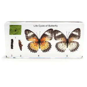 蝶の教育機器のライフサイクル昆虫剥製樹脂標本卵子犬キャタピラー成人期生物学的モデル