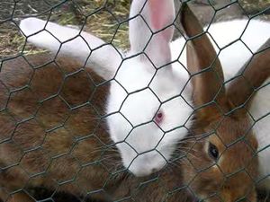 Rollos de Malla de Alambre de Hierro Galvanizado para Gallineros, Malla Hexagonal para Jaulas de Pollos - Product Image 4