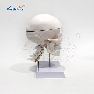 Modelo de cráneo humano blanco puro con columna cervical y modelo de anatomía cerebral - Product Image 5