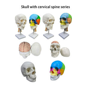 Modelo de Anatomía <span class=keywords><strong>del</strong></span> <span class=keywords><strong>Esqueleto</strong></span> Humano para Enseñanza, Modelo de <span class=keywords><strong>Tronco</strong></span>, Columna Vertebral, Nervios, Cerebro y Cráneo - Product Image 6