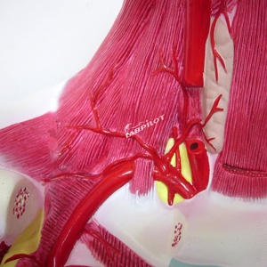 تشريح الرأس والوجه والرقبة وتوزيع الشريان السباتي الخارجي نموذج التعليم الطبي - Product Image 2