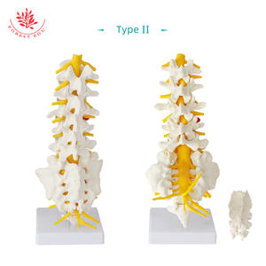 Modello di Vertebre Lombari a 5 Segmenti a Grandezza Naturale con Nervo Sacrale, Sacro Apribile, Dotato di Nervo Caudale Equino - Product Image 3