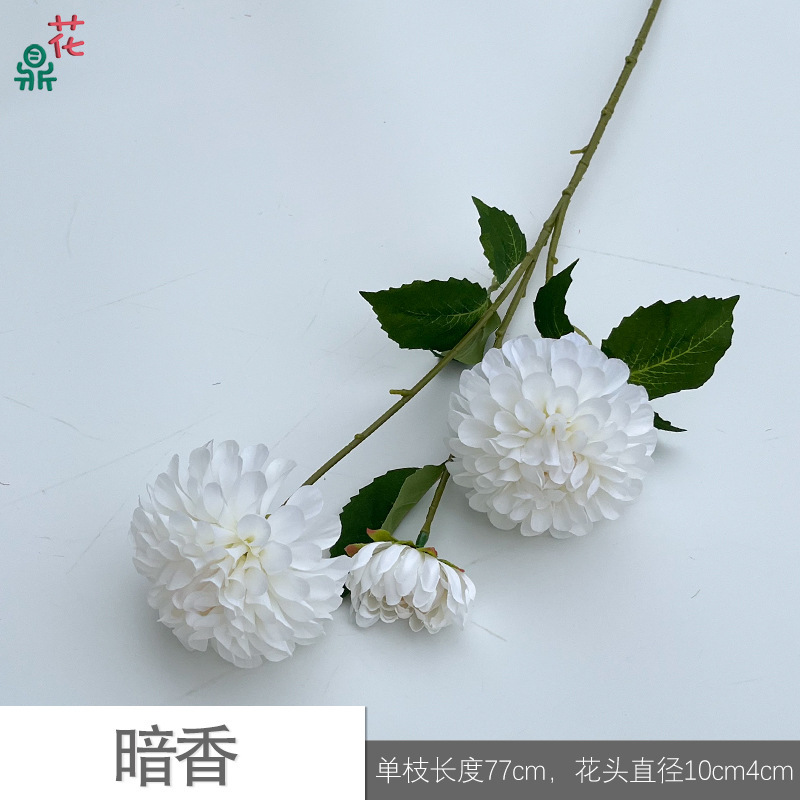 Parfum foncé Y Blanc