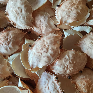 ผงเปลือกปู วัตถุดิบพรีเมียมสำหรับโภชนาการสัตว์และอาหารเสริม - Product Image 1