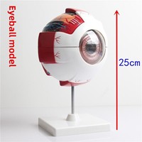 Modèle d'anatomie oculaire en plastique XR, jouet décoratif en forme d'œil, organisateur, aide pédagogique anatomique à grande échelle, globes oculaires détachables