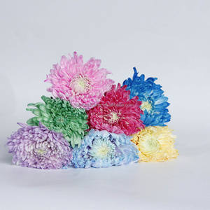 Base para plantar <span class=keywords><strong>flores</strong></span>, venta al por mayor <span class=keywords><strong>de</strong></span> fábrica, crisantemo fresco teñido para decoración funeraria - Product Image 3