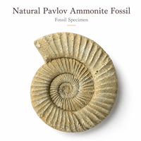 Fossile d'ammonite naturel brut non poli, coquille spirale côtelée, spécimen minéral décoratif