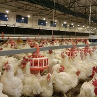 Nouvel équipement d'élevage au sol pour poulets de chair avec système d'alimentation automatique, construction galvanisée à chaud, certifié ISO 9001