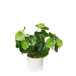 Hunan Zhangjiajie Fuyuan Yiwu popular mini bonsai plástico eucalipto lenteja de agua plantas en maceta para hotel tienda biblioteca decoración del hogar - Product Image 1
