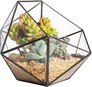 DS碗形几何玻璃玻璃容器半球五边形花盆桌面微型中心多肉植物空气植物礼品