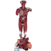 Modèle d'enseignement du corps humain anatomique 180 cm, modèle d'anatomie de dissection musculaire avec organes internes