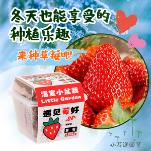 Mini <b>Potted</b> Plants For Kids And Students Plant Observation Box With Strawberry Seeds Indoor Growing Kit For Children's Day Gift - Product Image 1