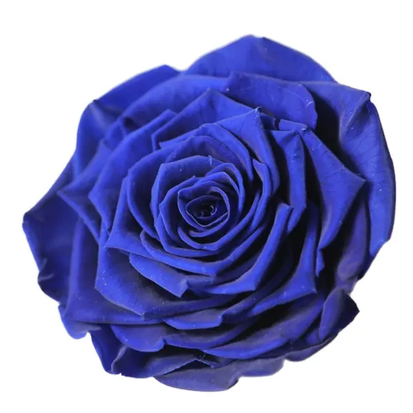 Royal Blue 9-10cm preserved rose flower eternal rose flower at wholesale price