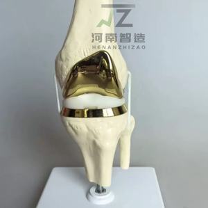 Articulations de genou artificielles de haute qualité, modèles d'articulations faits à la main, modèles chirurgicaux pour la formation médicale - Product Image 3