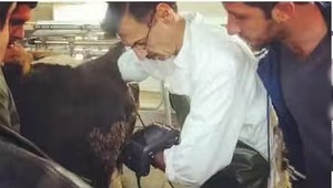 Ecografo Portatile ZY-303 con Schermo da 15 Pollici, Sistema Diagnostico Digitale a Colori Doppler per Animali Domestici - Product Image 3