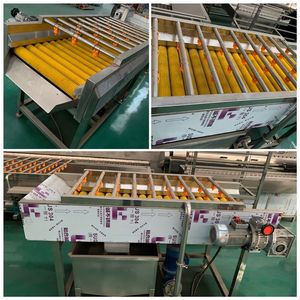 Máquina Lavadora de Frutas y Verduras de Fácil Operación y Ahorro de Energía, Nueva, para Venta al por Mayor - Product Image 5