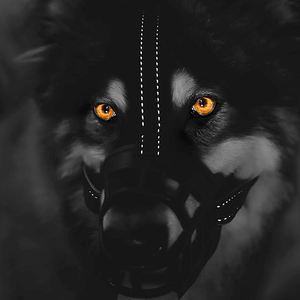 중형 ~ 대형 개를위한 맞춤형 로고 개 안전 총구 부드러운 통기성 플라스틱 공장 가격 조정 가능 기능 - Product Image 1