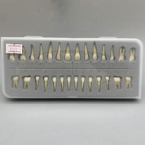 Modello dentale 28 doppio colore adulto bocca piena standard di educazione dentale denti realistici con radici - Product Image 3