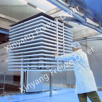 Beste Kwaliteit Xinyang 200m2 Gevriesdroogde Mango-Steenpoeder