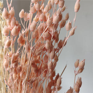 Fiori Secchi Florentiner all'Ingrosso per Matrimoni, Natale e Decorazioni Domestiche - Lunga Durata, Ecologici, Soffici - Product Image 4