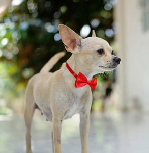 Noeud papillon et collier réglable de luxe rouge et noir pour chiens et chats, accessoires pour animaux de compagnie pour Halloween et Noël - Product Image 3