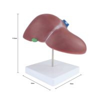 Enseignement médical et outil éducatif Modèle anatomique du foie humain de haute qualité pour l'étude d'anatomie