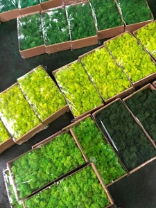 Wholesale Stabilize Reindeer <strong>Moss</strong> Wall Art <strong>Moss</strong> Panel Decorations Preserved <strong>Moss</strong> - Product Image 2