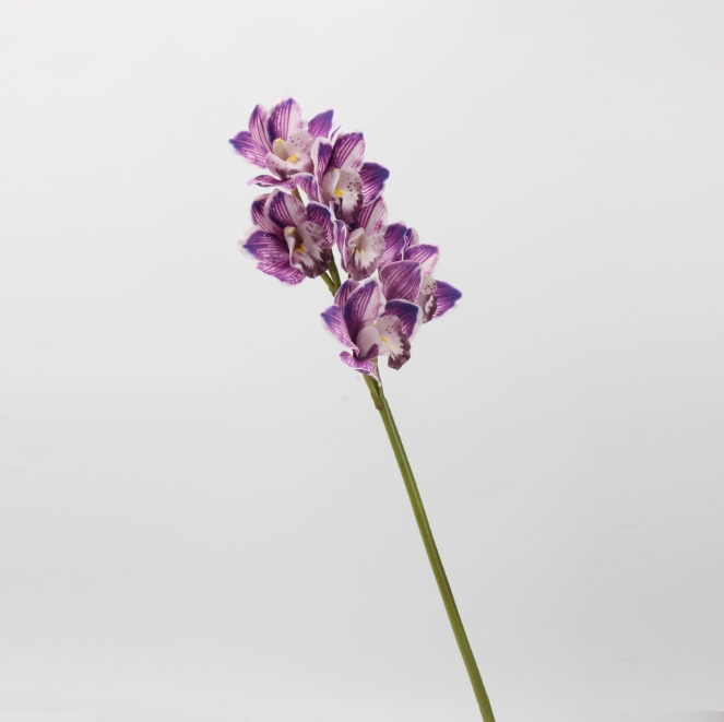 Pourpre