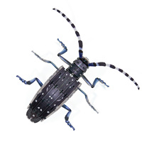 Rompecabezas 3D de Acrílico Wincent, Modelo de Insecto Escarabajo Longicornio, Kit de Manualidades de Cristal Translúcido, Decoración para el Hogar, Regalo para Niños y Adultos