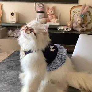 Yazlık İlkbaharlık Hafif Polyester Modern Sevimli Evcil Hayvan Kedi Köpek Elbisesi Yalama Önleyici-Toptan Özel - Product Image 1