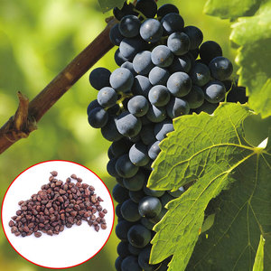 Variedad de Uva Original, Fácil de Cultivar, para Decoración de Jardín y Exteriores - Product Image 1