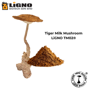 ผงสารสกัดเห็ดนมเสือ LiGNO TM02 ความเข้มข้นสูง ช่วยบำรุงสุขภาพทางเดินหายใจ พร้อมส่วนผสมที่ออกฤทธิ์ - Product Image 2