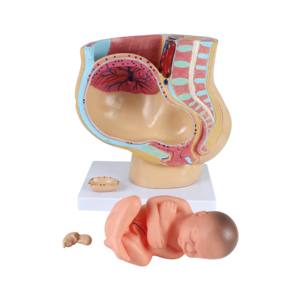Vrouwelijk Bekken <span class=keywords><strong>Model</strong></span> 4 Delen Vrouwelijk Sagittale Zwangerschap Anatomiemodel Voor Medische Wetenschappelijke Training - Product Image 5