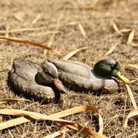 Décoy de chasse personnalisé en plastique ultra-réaliste, résistant aux intempéries, léger et durable, pour le tir en extérieur, modèle d'oiseau