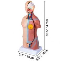 Modèle anatomique de torse humain grandeur nature 45 cm unisexe pour l'enseignement médical