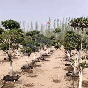 <span class=keywords><strong>Macetas</strong></span> <span class=keywords><strong>de</strong></span> Cultivo HOKBG Anti-UV <span class=keywords><strong>de</strong></span> <span class=keywords><strong>60</strong></span> <span class=keywords><strong>Litros</strong></span>, Bolsas <span class=keywords><strong>de</strong></span> Cultivo <span class=keywords><strong>de</strong></span> Plástico para Viveros, <span class=keywords><strong>Macetas</strong></span> para Plántulas, Drenaje para Jardinería, <span class=keywords><strong>Macetas</strong></span> <span class=keywords><strong>de</strong></span> Cultivo Semi-enterradas - Product Image 4