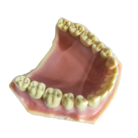 Usine directe amovible orthodontique étude dentiste anatomique Oral demi-bouche formation modèle de dent